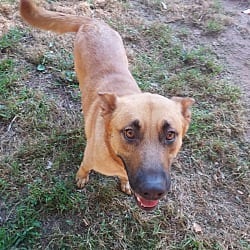 Photo of Rosie, adoptable senior Shepherd (Unknown Type) in Southington, Connecticut