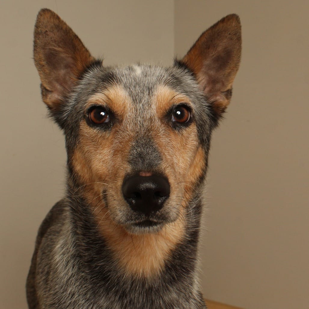 Photo of Domino D71325, adoptable senior Cattle Dog, Australian (Blue Heeler) in Minnesota, Minnesota