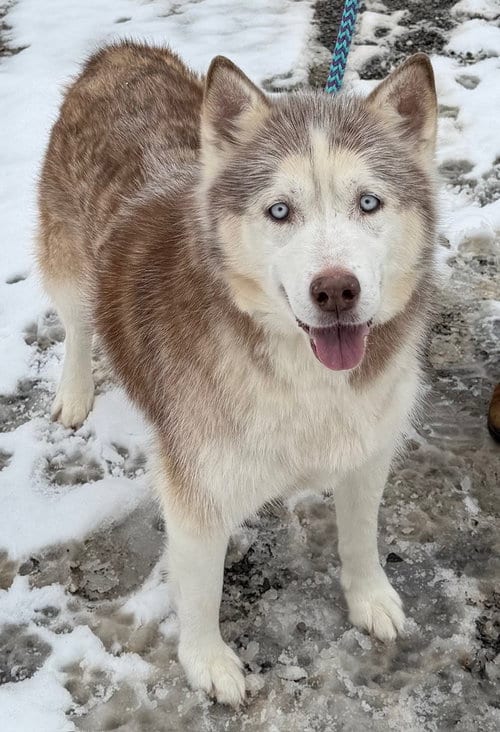 Photo of Lucy: Bonded with Kira, adoptable senior Husky in Elkins, West Virginia