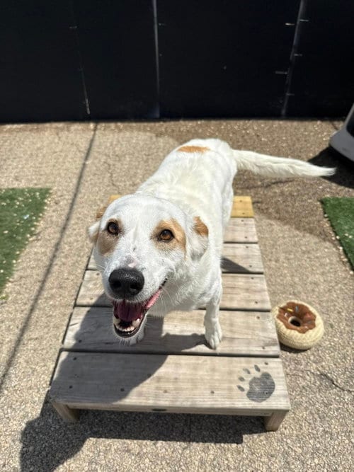 Lily, adoptable senior Terrier in Cedar Rapids, IA