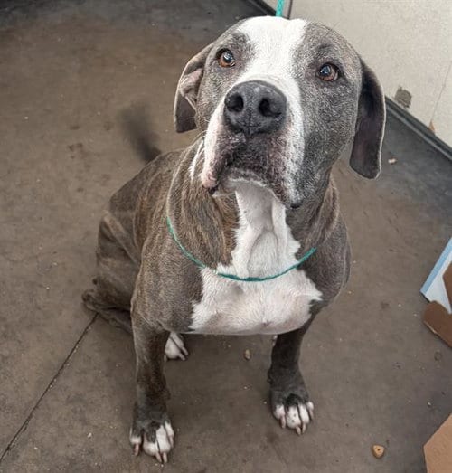 Photo of Gaurimo, adoptable senior Pit Bull Terrier in Dallas, Texas