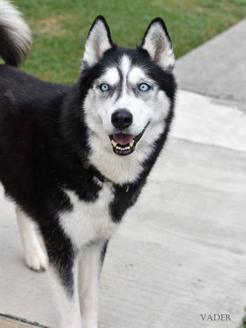 Photo of Vader, adoptable senior Husky in Montgomery, Texas
