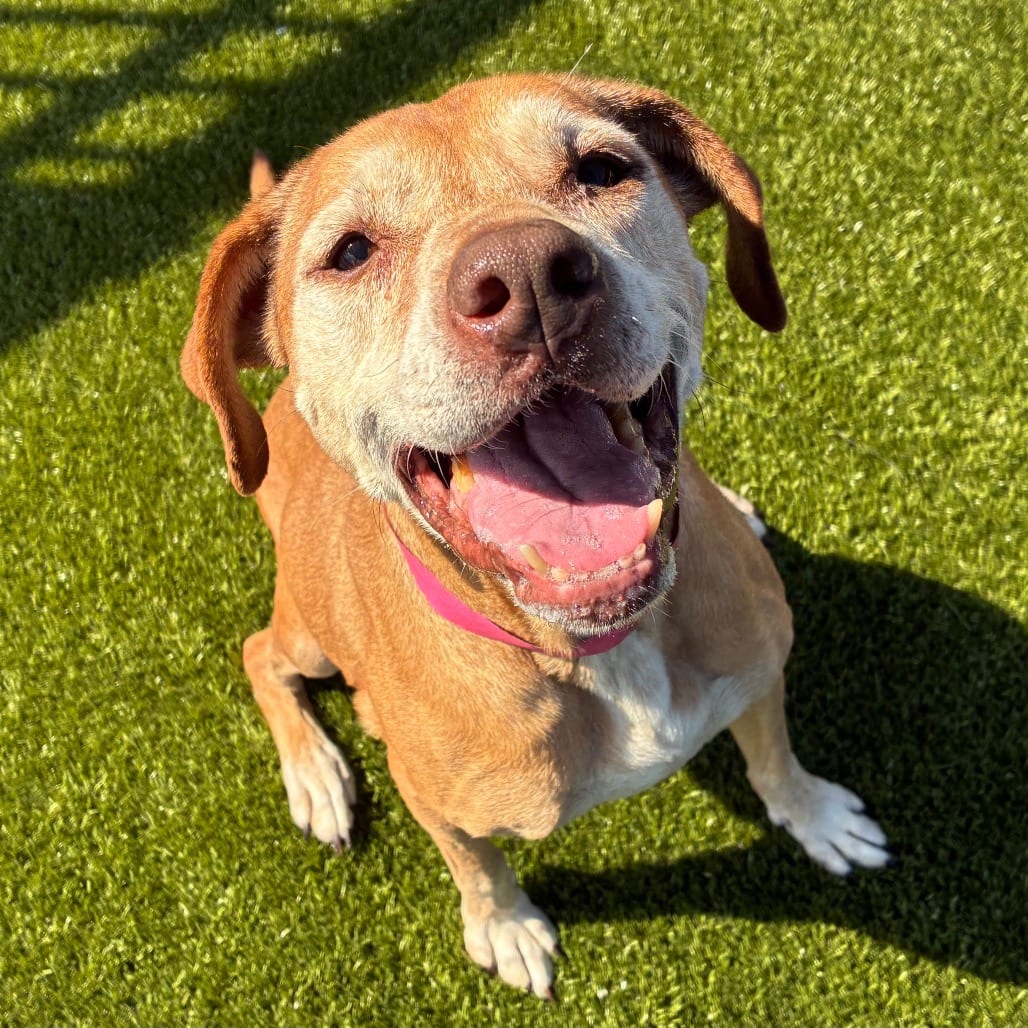 Photo of Gracie, adoptable senior Vizsla / Mix in Spartanburg, South Carolina