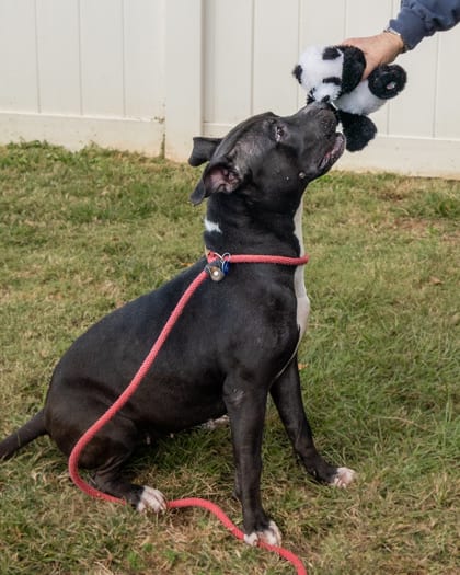 Photo of Johansen, adoptable senior dog in Chamblee, Georgia