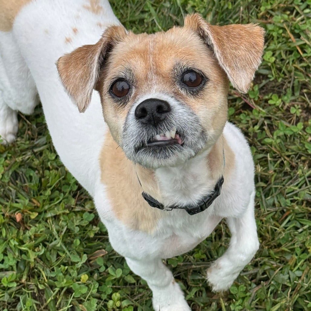 Photo of Sugar, adoptable senior Terrier, Yorkshire, Yorkie / Chihuahua in Springfield, Massachusetts