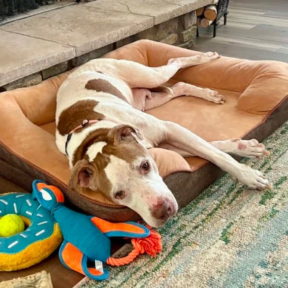 Photo of Florence, adoptable senior Mixed Breed (Large) in West Olive, Michigan