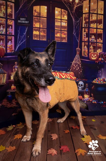 Photo of Peaches, adoptable senior German Shepherd Dog in Riverside, California