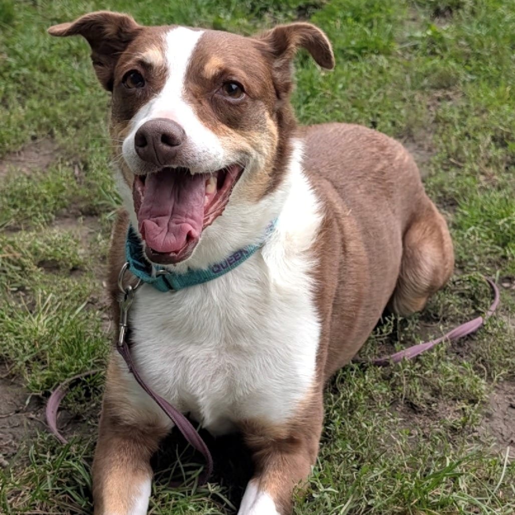 Photo of Tabitha, adoptable senior Mixed Breed (Medium) / Shepherd, Australian in East Hanover, New Jersey