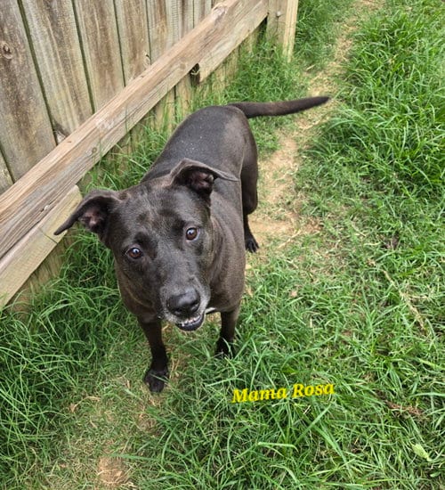 Mama Rosa, adoptable senior Black Labrador Retriever in Jackson, MS