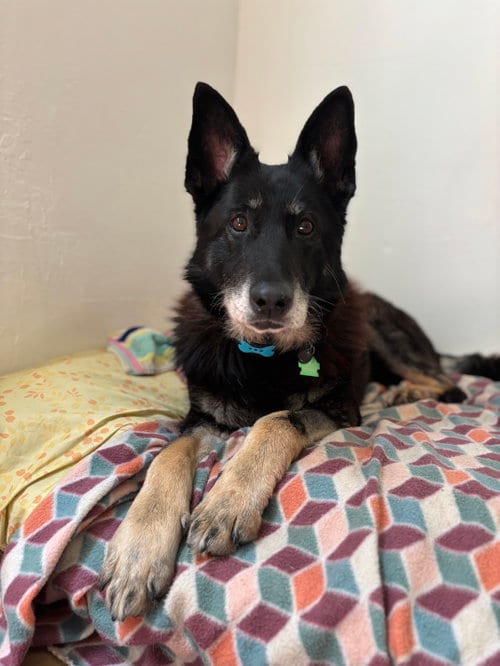 Photo of Stella, adoptable senior German Shepherd Dog in Petaluma, California