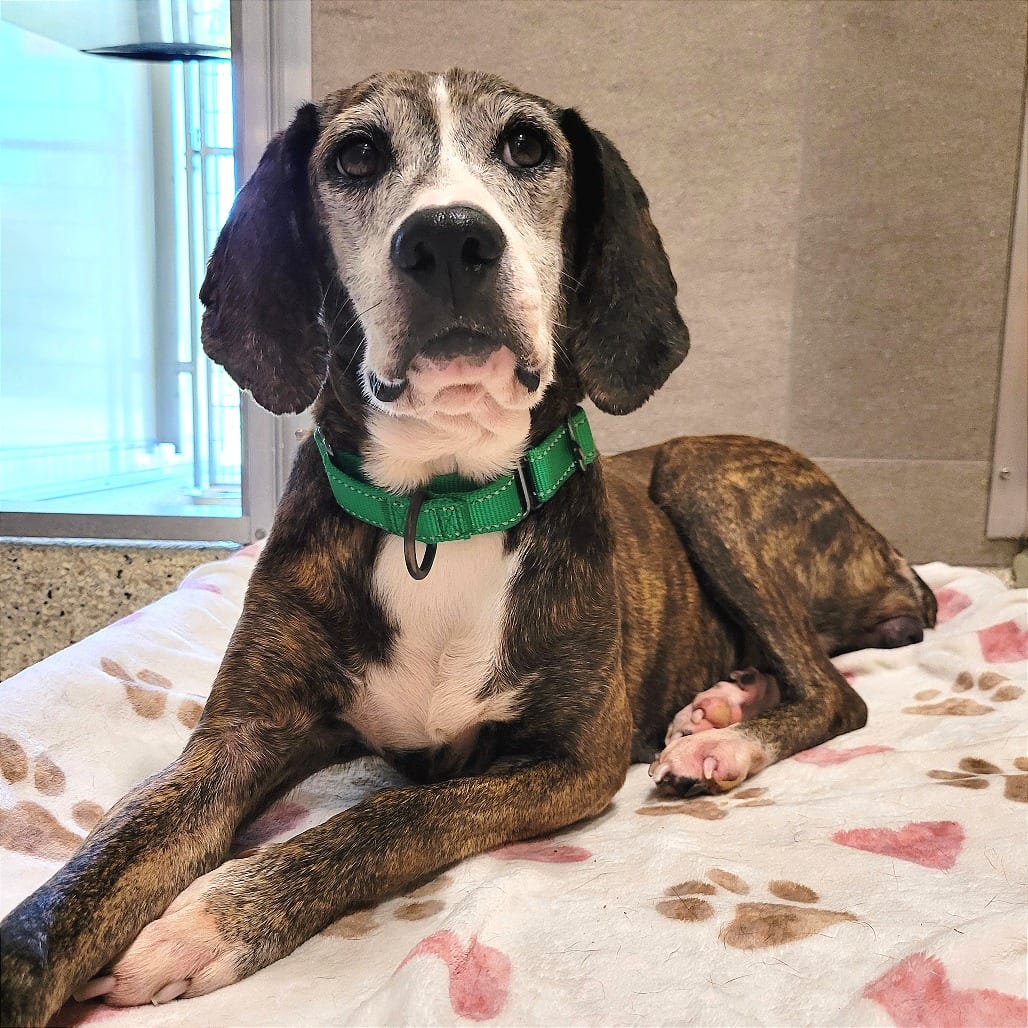 Photo of Gertie, adoptable senior Mountain Cur / Mixed Breed (Medium) in Nashville, Indiana