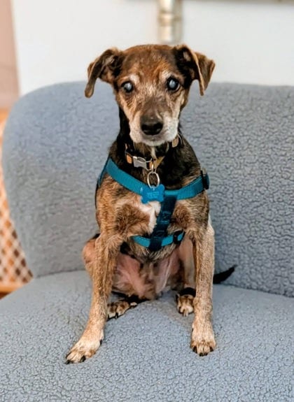 Photo of Lucien, adoptable senior dog in Chamblee, Georgia