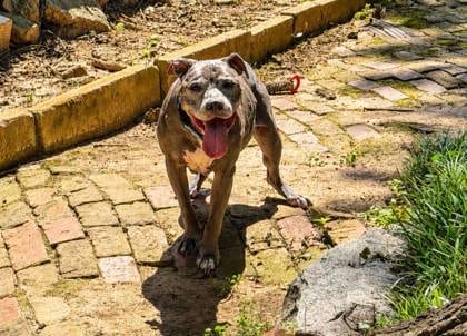 Photo of Rocko, adoptable senior dog in Atlanta, Georgia