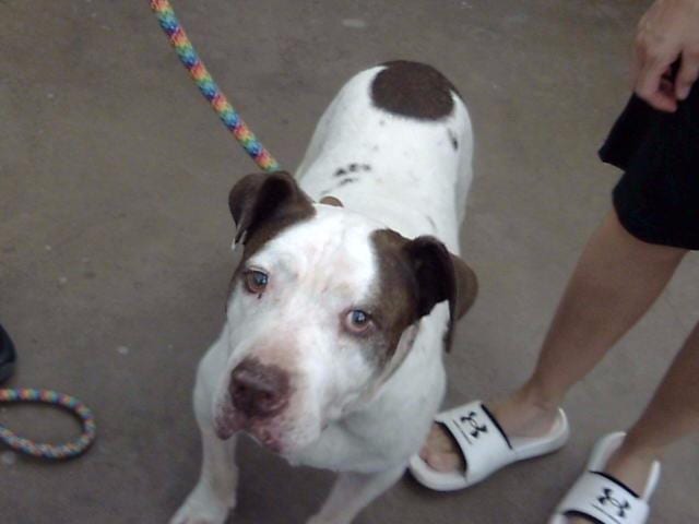 Photo of George, adoptable senior Mixed Breed