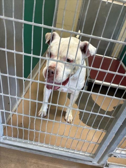 Photo of Streets, adoptable senior Pit Bull Terrier in Texas City, Texas