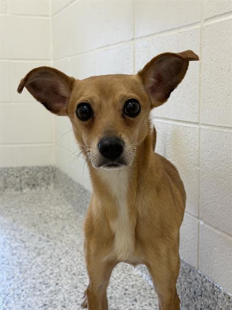 Photo of Herbert, adoptable senior Italian Greyhound in Canfield, Ohio