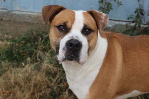 Sully, adoptable senior Mastiff in Jackson, MS