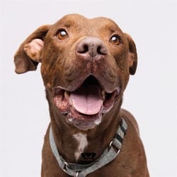 Photo of Harvard, adoptable senior Labrador Retriever in Land O'Lakes, Florida