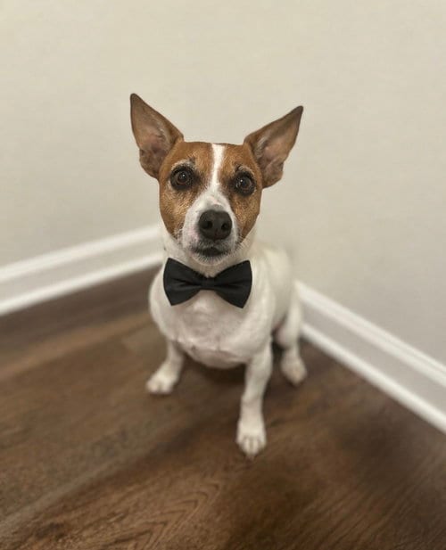 Photo of Tanner CP, adoptable senior Parson Russell Terrier in Columbia, Tennessee