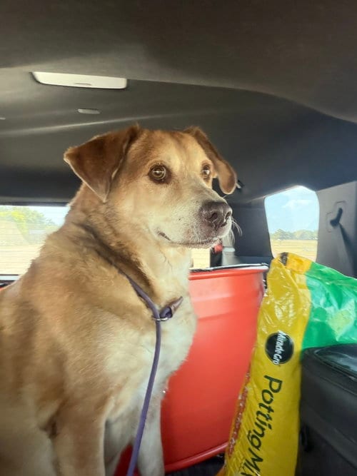 Photo of Clyde, adoptable senior Labrador Retriever in Jackson, Mississippi