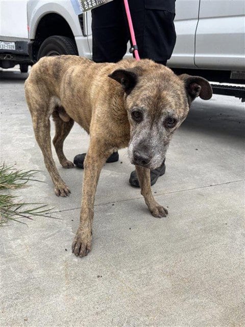 Photo of Old Man Jenkins, adoptable senior Dutch Shepherd in Corpus Christi, Texas