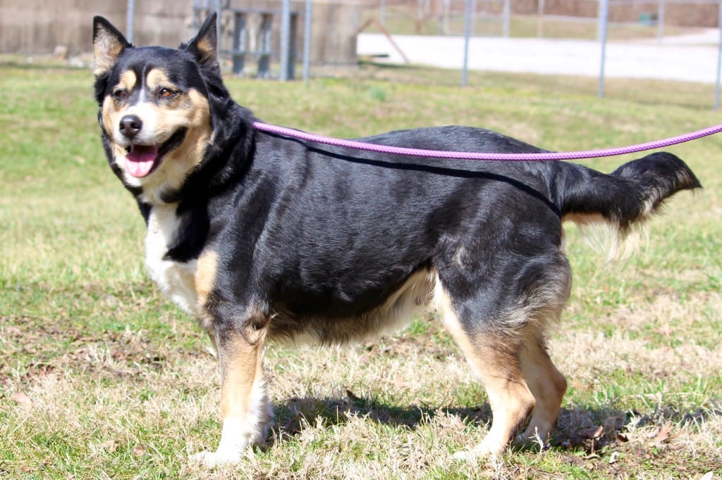 Photo of Ida, adoptable senior Mixed Breed in Brazil, Indiana