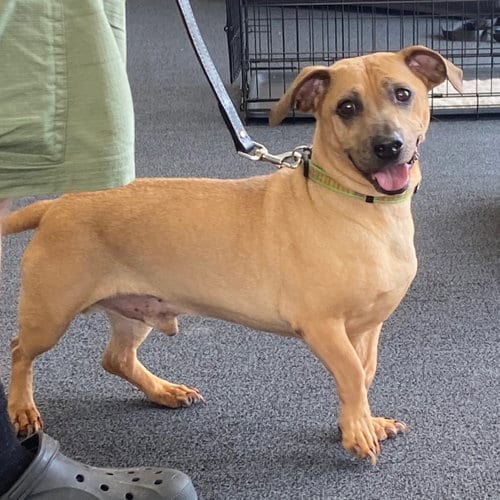 Romeo 2 ❤️, adoptable senior Dachshund in Livonia, MI