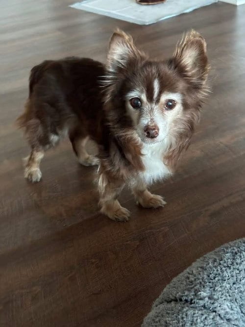 Photo of Coco, adoptable senior Chihuahua in Columbia, Tennessee