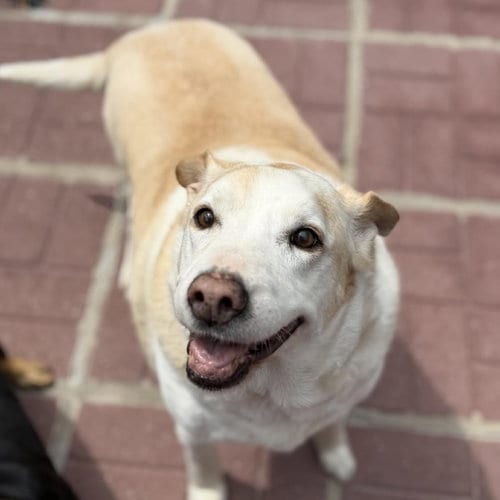 Photo of Marge And Homer, adoptable senior Labrador Retriever in Yardley, Pennsylvania