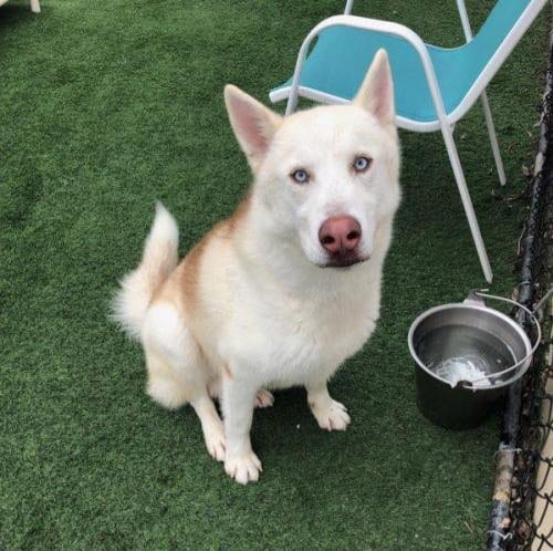 Horchata, adoptable senior Siberian Husky in Dana Point, CA