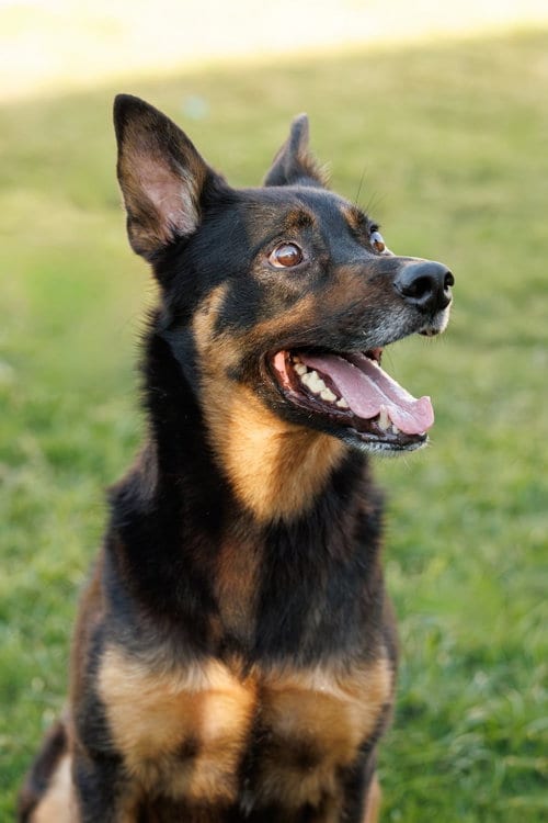 Photo of Marley, adoptable senior German Shepherd Dog in McKinney, Texas
