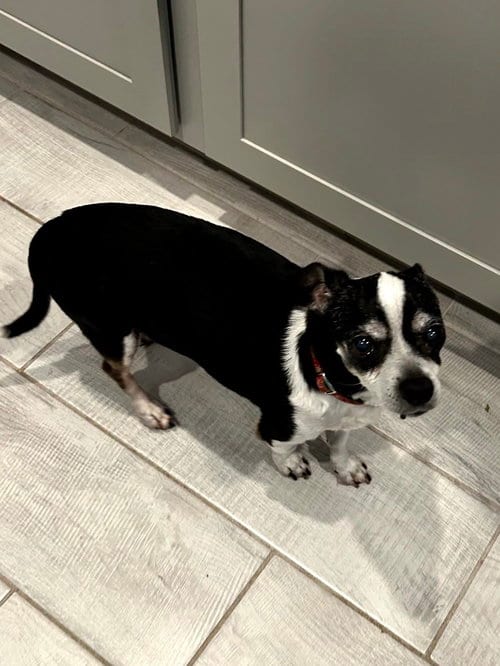 Photo of Charlie, adoptable senior Chihuahua in Margate, Florida