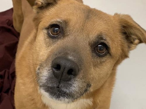 PIE, adoptable senior Chow Chow in Lawrence, KS