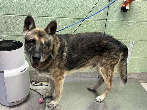 Photo of Geepee, adoptable senior German Shepherd Dog in Grand Prairie, Texas