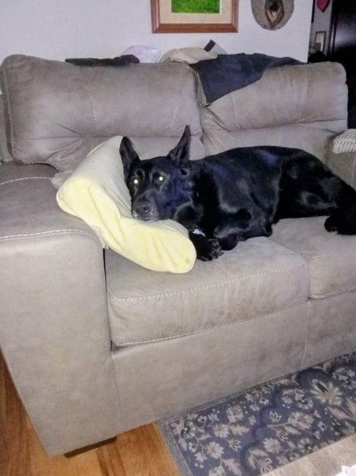 Photo of Saxom, adoptable senior German Shepherd Dog in Mt. Airy, Maryland