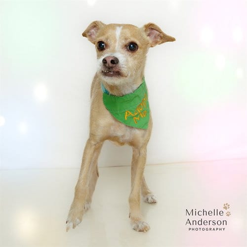 Photo of Woody, adoptable senior Terrier in Corona, California