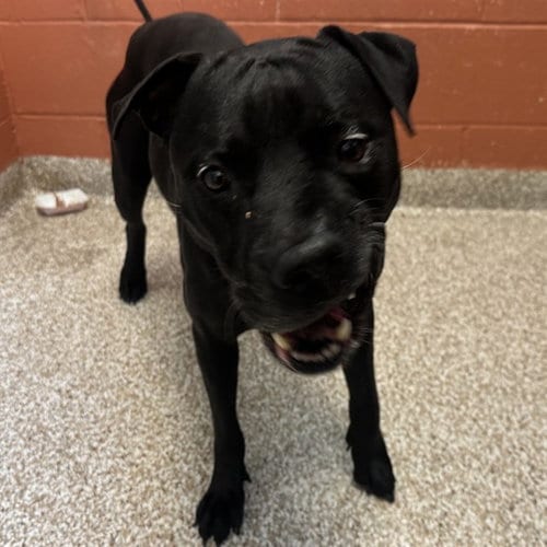 Photo of Buddy, adoptable senior Pit Bull Terrier in Pueblo, Colorado