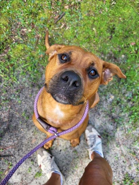 Photo of Pumpkin Spice, adoptable senior Rhodesian Ridgeback in Gainesville, Florida