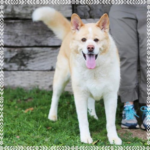 Photo of Gemmy, adoptable senior Husky in Albuquerque, New Mexico