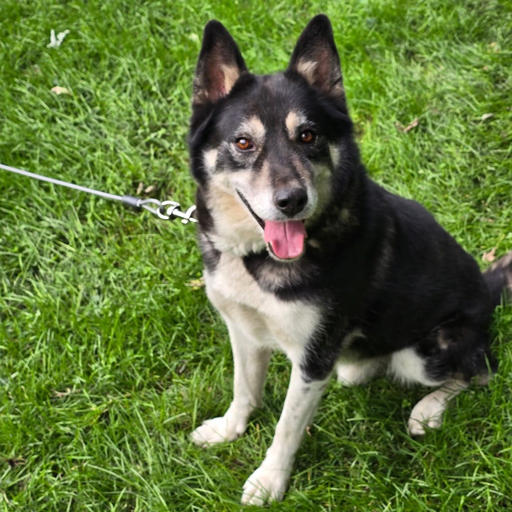 Photo of Odin, adoptable senior Husky / Mixed Breed (Medium) in Monticello, Iowa