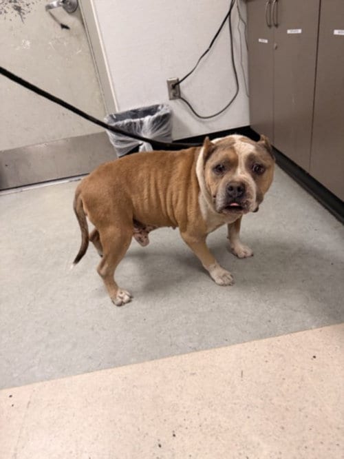 Photo of Tuff, adoptable senior American Pit Bull Terrier in Van Nuys, California