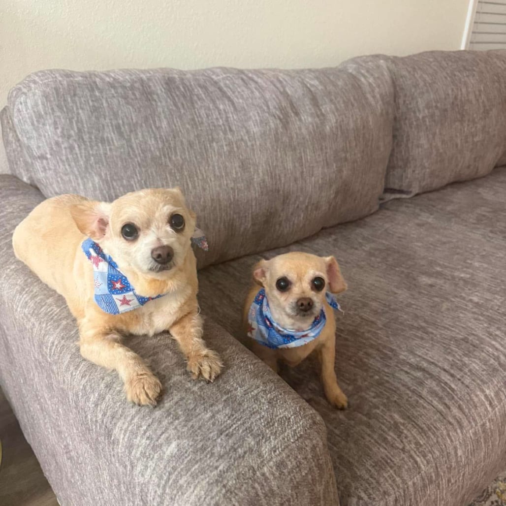 Photo of Dolores, adoptable senior Mixed Breed (Small) in Maryland, Maryland