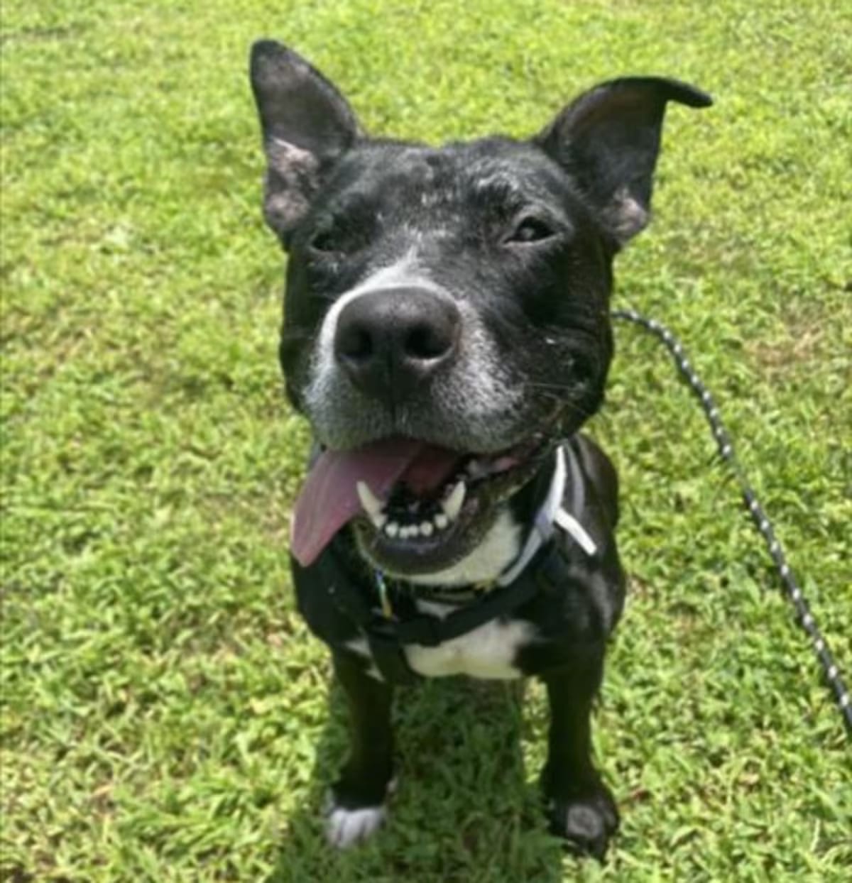 Photo of Daisy, adoptable senior American Staffordshire Terrier in Derwood, Maryland