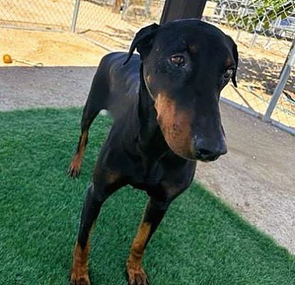 Photo of Evie, adoptable senior Doberman Pinscher in Fallbrook, California