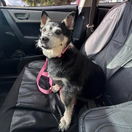 Photo of Willow (Chihuahua), adoptable senior Chihuahua in San Diego, California