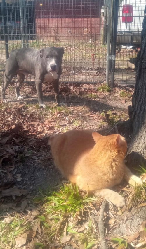 Photo of Bruno, adoptable senior American Pit Bull Terrier in Shreveport, Louisiana