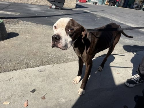 Photo of Chappie, adoptable senior Pit Bull Terrier in San Bernardino, California