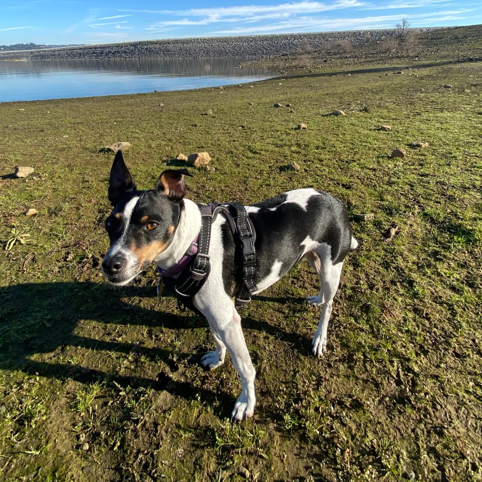 Photo of Bean, adoptable senior Terrier, Rat in San Francisco, California