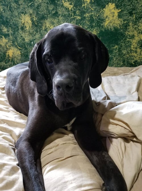 Tiana, adoptable senior Fila Brasileiro in Jasper, AL