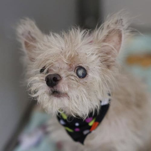 Photo of Dexter, adoptable senior Terrier in San Antonio, Texas